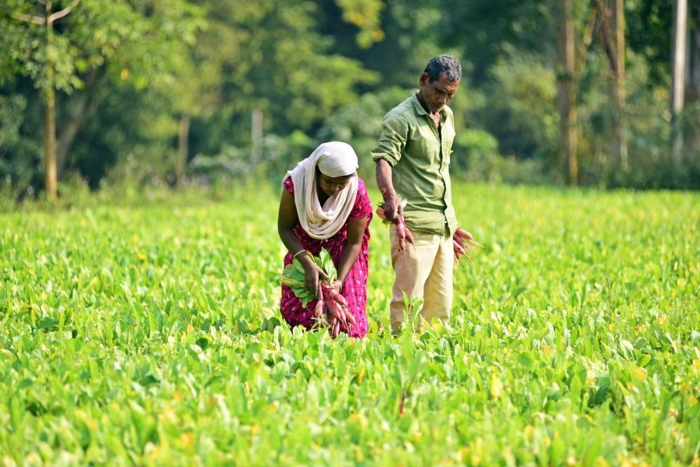 Nagaon: Farmers collect harvested radish in a field in Nagaon district of Assam on Dec 15, 2022. (Photo: Anuwar hazarika/IANS)